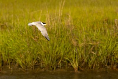 Common Tern (Sterna hirundo)