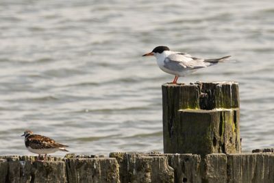Common Tern	(Sterna hirundo)