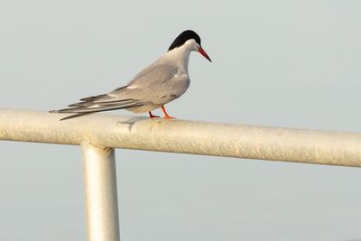 Gulls, Terns & Skimmers
