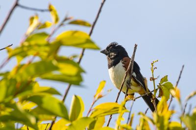 Eastern Towhee (Pipilo erythrophthalmus)