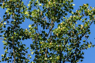 American Tulip Tree (Liriodendron tulipifera)