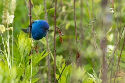 Indigo Bunting (Passerina cyanea)