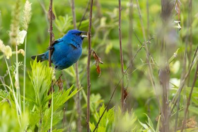 Cardinals & Grosbeaks