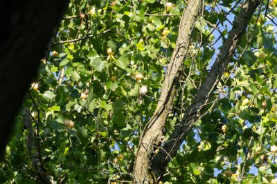 Tyrant Flycatchers