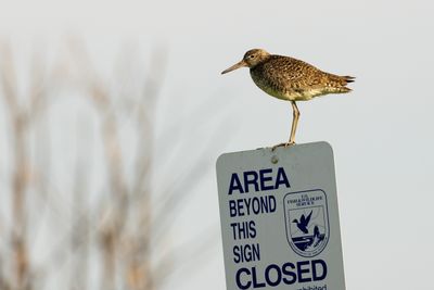 Sandpipers & Snipe