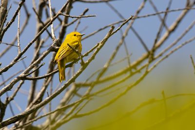 New World Warblers