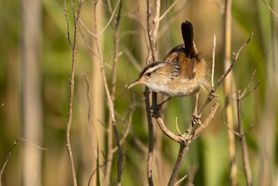Wrens