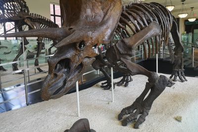 American Museum of Natural History