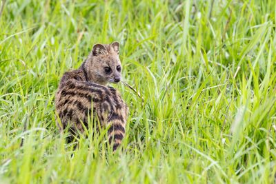 Small Indian Civet (Viverricula indica)
