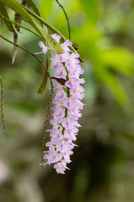Aerides rosea