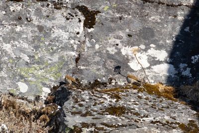 Alpine Thrush (Zoothera mollissima)
