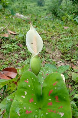 Araceae sp-4300125.jpg