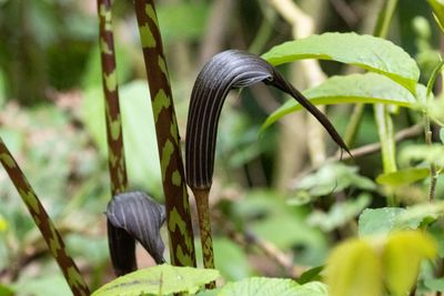 Indian Cobra-lily (Arisaema speciosum)