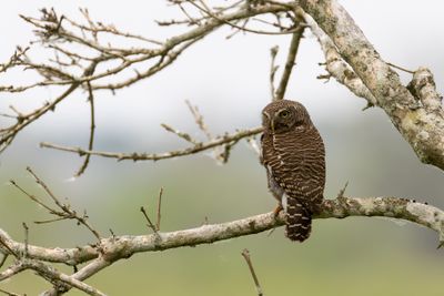 Asian Barred Owlet (Glaucidium cuculoides)