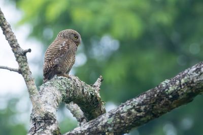 Asian Barred Owlet (Glaucidium cuculoides austerum)