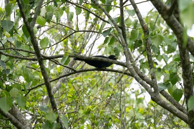 Asian Koel (Eudynamys scolopaceus)