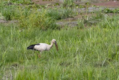 Asian Openbill (Anastomus oscitans)