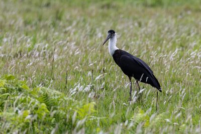Asian Woolly-necked Stork (Ciconia episcopus)