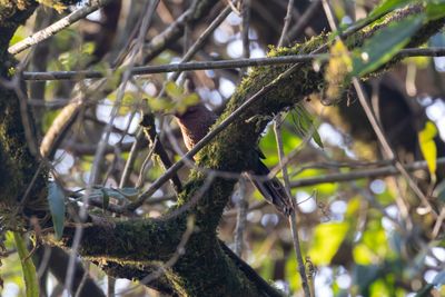 Assam Laughingthrush (Trochalopteron chrysopterum godwini)