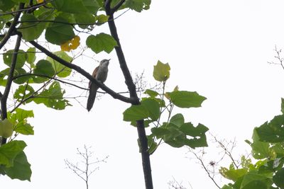 Banded Bay Cuckoo (Cacomantis sonneratii)