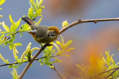 Bar-throated Minla (Actinodura strigula yunnanensis)