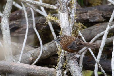 Bar-winged Wren-Babbler (Spelaeornis troglodytoides sherriffi)