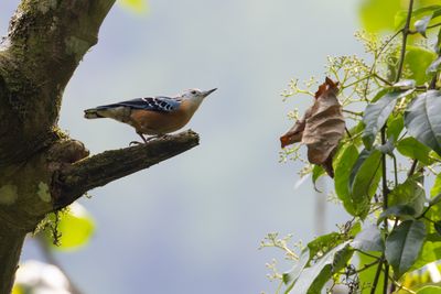 Beautiful Nuthatch (Sitta formosa)