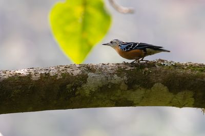 Beautiful Nuthatch (Sitta formosa)
