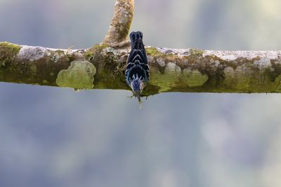 Beautiful Nuthatch (Sitta formosa)