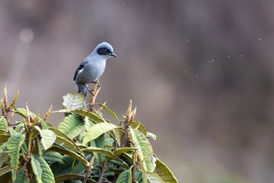 Beautiful Sibia (Heterophasia pulchella nigroaurita)