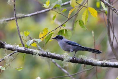 Beautiful Sibia (Heterophasia pulchella nigroaurita)