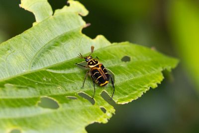 Beetle sp.