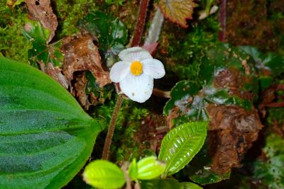 Begonia silletensis