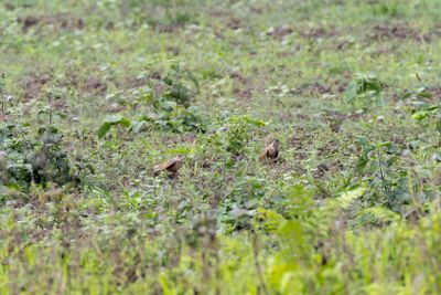 Bengal Bush Lark (Plocealauda assamica)