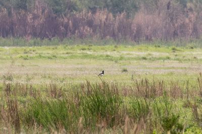 Bengal Florican (Houbaropsis bengalensis)