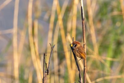 Black-breasted Parrotbill (Paradoxornis flavirostris)