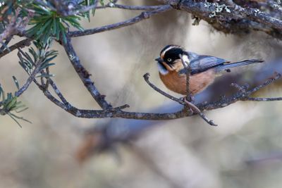 Black-browed Bushtit (Aegithalos iouschistos)