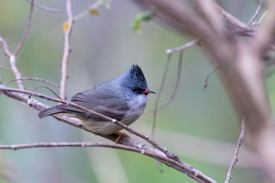 Black-chinned Yuhina (Yuhina nigrimenta)
