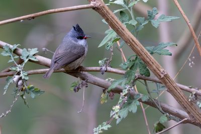 Black-chinned Yuhina-1998.jpg