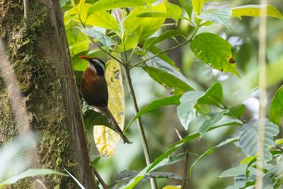 Black-crowned Scimitar Babbler (Pomatorhinus ferruginosus)