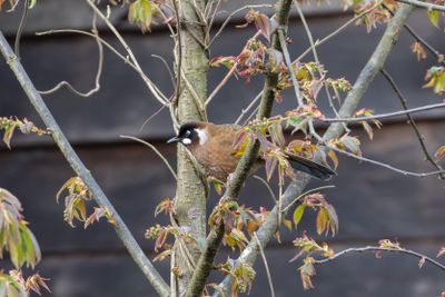 Black-faced Laughingthrush (Trochalopteron affine bethelae)