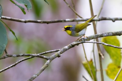 Black-faced Warbler (Abroscopus schisticeps flavimentalis)
