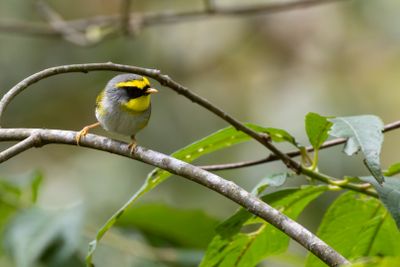 Black-faced Warbler (Abroscopus schisticeps flavimentalis)