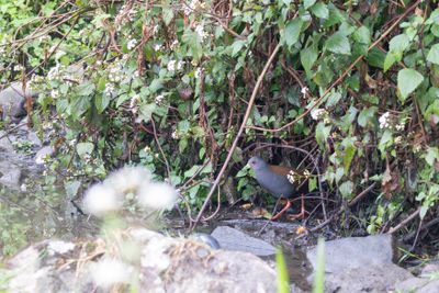 Black-tailed Crake (Zapornia bicolor)