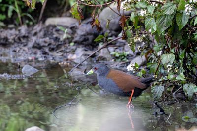 Black-tailed Crake (Zapornia bicolor)