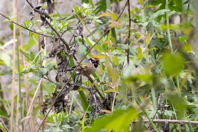 Black-throated Bushtit (Aegithalos concinnus rubricapillus)