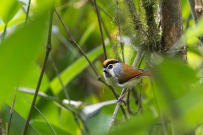 Black-throated Parrotbill (Suthora nipalensis crocotia)
