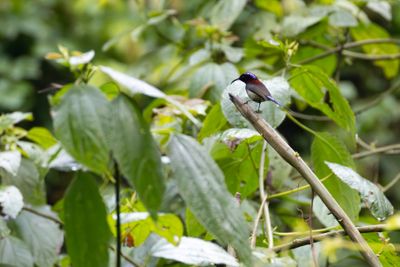Black-throated Sunbird (Aethopyga saturata)