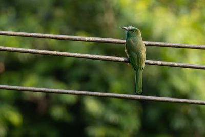 Blue-bearded Bee-eater (Nyctyornis athertoni)