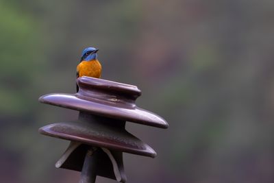 Blue-capped Rock Thrush (Monticola cinclorhyncha)